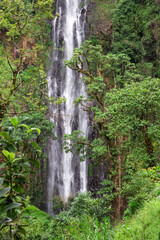 Obraz premium waterfall in the forest