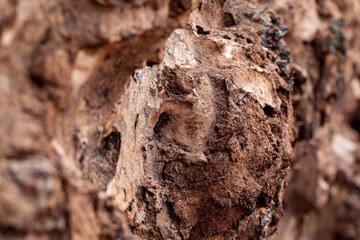 Macro closeup of rotten tree bark