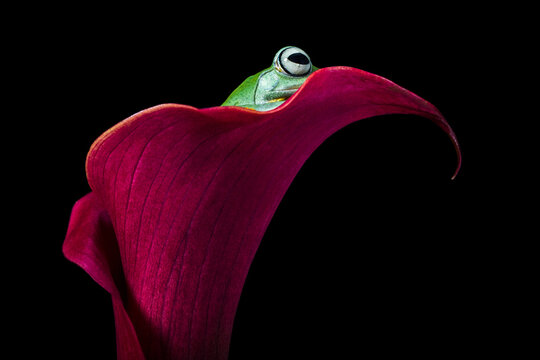 Wallace's flying frog sitting on a red calla lily, Indonesia