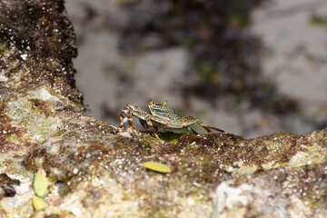 crab on the beach