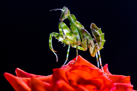 Juvenile praying mantis on a red flower, Indonesia