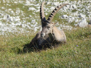 BOUQUETIN DANS LE VERCORS (RANDONNEE)