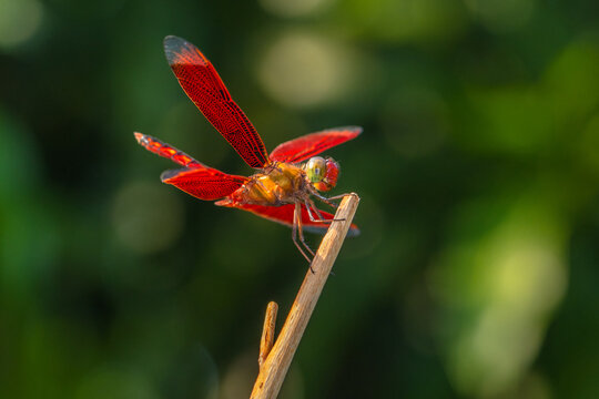 Close-up of a red dragonfly on a twig, Indonesia
