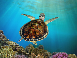 Green sea turtle swimming among colorful coral reef