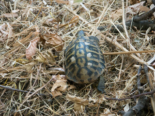Wild turtle on dry land with leaves and grass top back view