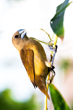 White-headed munia (Lonchura maja) on a branch, Indonesia