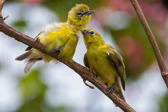 Two warbling white-eye (Zosterops japonicus) on a branch, Indonesia