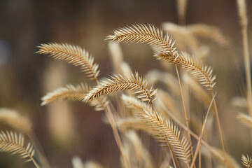 Wheat ears close-up. Ears are in the foreground. Field of wheat. Background of the ripening ears of wheat.