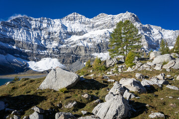 Fototapeta na wymiar Un sapin et des rochers devant une montagne en neige.