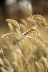 Wheat ears close-up. Ears are in the foreground. Field of wheat. Background of the ripening ears of wheat.
