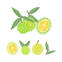 Durian Fruit Element Illustration