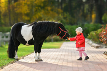 little girl feeding a carrot to a shetland pony