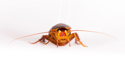 Cockroach close-up macro isolated on white background, insecticide, insect destruction, dead parasite cockroach, ecology, pollution surrounding stray garbage dump