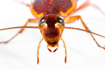 Cockroach close-up macro isolated on white background, insecticide, insect destruction, dead parasite cockroach, ecology, pollution surrounding stray garbage dump