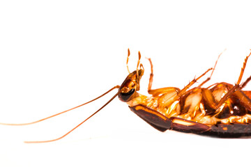 Cockroach close-up macro isolated on white background, insecticide, insect destruction, dead...