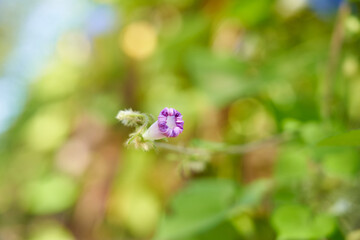 咲き終わった紫のアサガオ