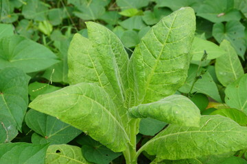 Obraz premium Nicotiana (tobacco plants) plant with a natural background