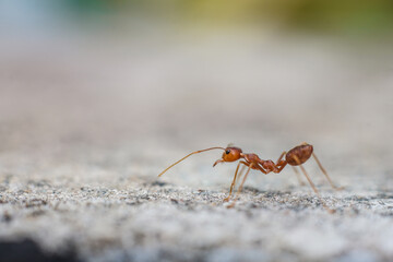 Red imported fire ant,Action of fire ant