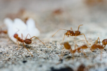 Red imported fire ant,Action of fire ant