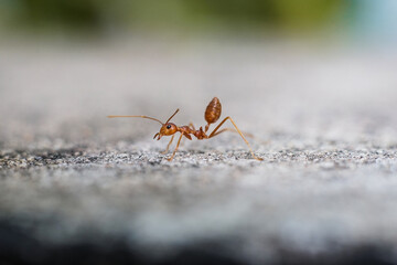 Red imported fire ant,Action of fire ant