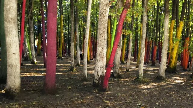 Colored forest with visitors in Baia de Fier, Romania