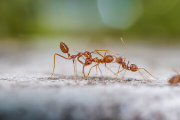 Red imported fire ant,Action of fire ant