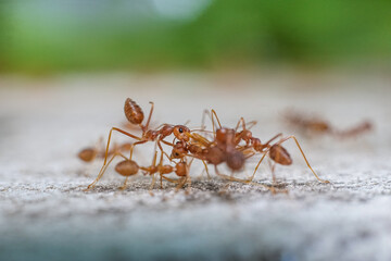 Red imported fire ant,Action of fire ant