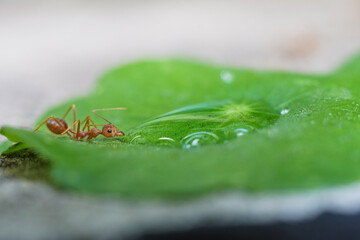 Red imported fire ant,Action of fire ant