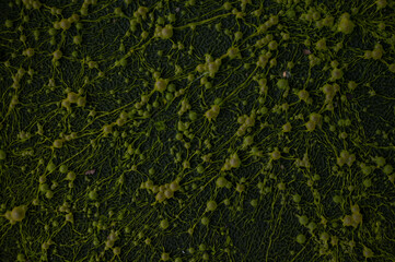 Fototapeta premium green mold bubbles on the water surface close-up, texture