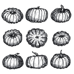 Vector hand drawing set of pumpkin. Isolated object on white background. Vegetable harvest illustration. Detailed vegetarian food sketch. Farm market product. Elements for autumn design, decoration.