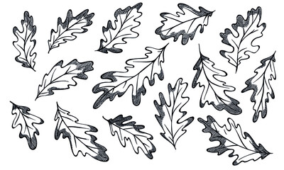 Fototapeta premium Vector autumn hand drawn set of oak leaves. Isolated vector object on white background. Detailed botanical illustrations. Elements for autumn design, decoration, print, web, logo.