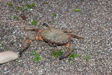 crab on the sand