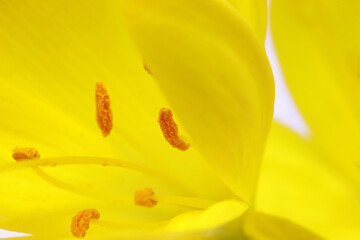 close-up yellow crocus flowers  on background