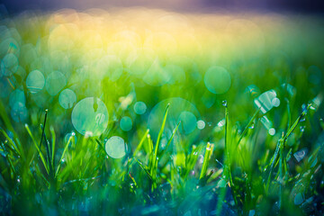 Beautiful close up ecology nature landscape with meadow. Abstract green grass and sunlight background. Artistic bokeh forest field with warm sunset light, relax nature