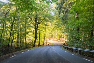 Fototapeta premium Fall highway through beech forest in Sweden