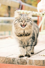 A portrait of a cat. The cat is preparing for an attack. Сat walking outdoor