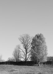 trees are preparing for winter