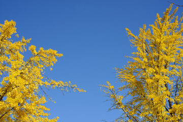 Colorful yellow leaves of the ginkgo trees or the maidenhair trees in fall season with blue sky is in the background.