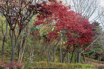 The maple trees with reddish leaves in the park in South Korea during fall season with other green trees.