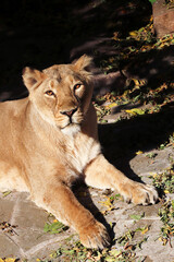 Fototapeta na wymiar Portrait of the lioness. 