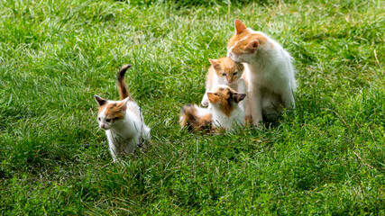 Red-white mom cat playing with kittens on green grass, close up, copy space