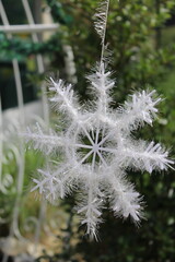 snow covered pine