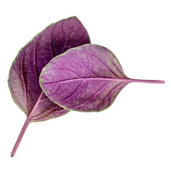 Purple basil leaves isolated on white background, close up. Basil herb