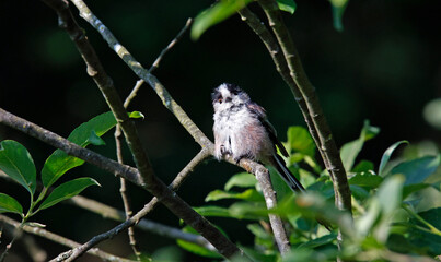Juvenile long tailed tits preening in a tree