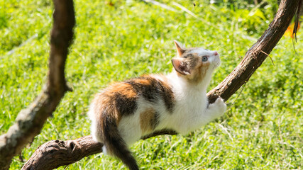 Ginger kitten climbing a vine, close up, copy space