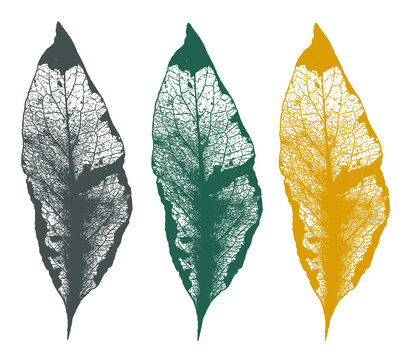 Blätter Herbst Herbstblätter Vektor Set. Filigran gezeichnetes Herbstblatt von einer Beinwell Pflanze.