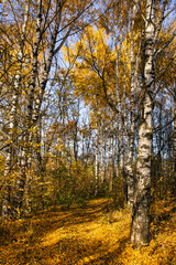 golden autumn landscape park, picturesque autumn trees fallen
