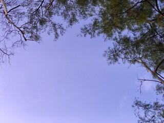 Pine tree branches and sky.