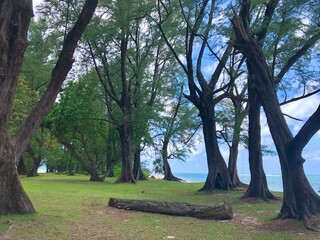 tree in the Sirinat national park, Phuket islands. Thailand.