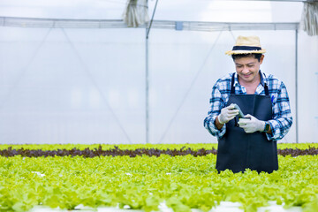 Happy Asian local farmer testing ph level of the water in the green oak salad lettuce greenhouse using hydroponics system in organic approach for family business with copy space - obrazy, fototapety, plakaty
